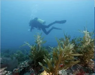 Diver swimming over the reef, from the final Visit page